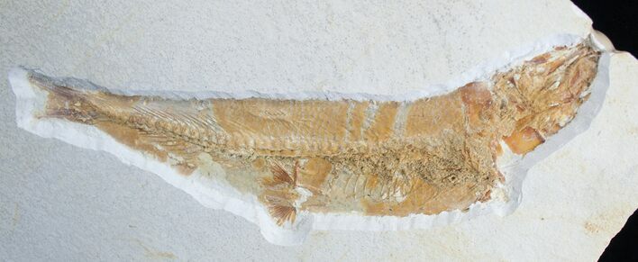 Large Tharsis Dubius Fish Fossil - Solnhofen #2110